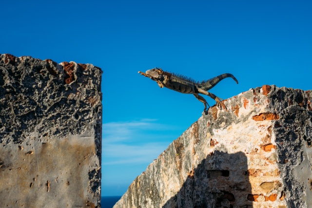 A reptile jumping from roof to roof similar to a parkour practioner